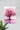 Tree | Pink Poster #4 | Wall Art