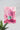 Starbucks | Pink Poster #42 | Wall Art